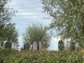 IMG-20251031-WA0007